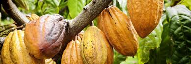Global Demand for African Commodities: Why Cocoa Beans from Africa Are a Game-Changer in the Chocolate Industry